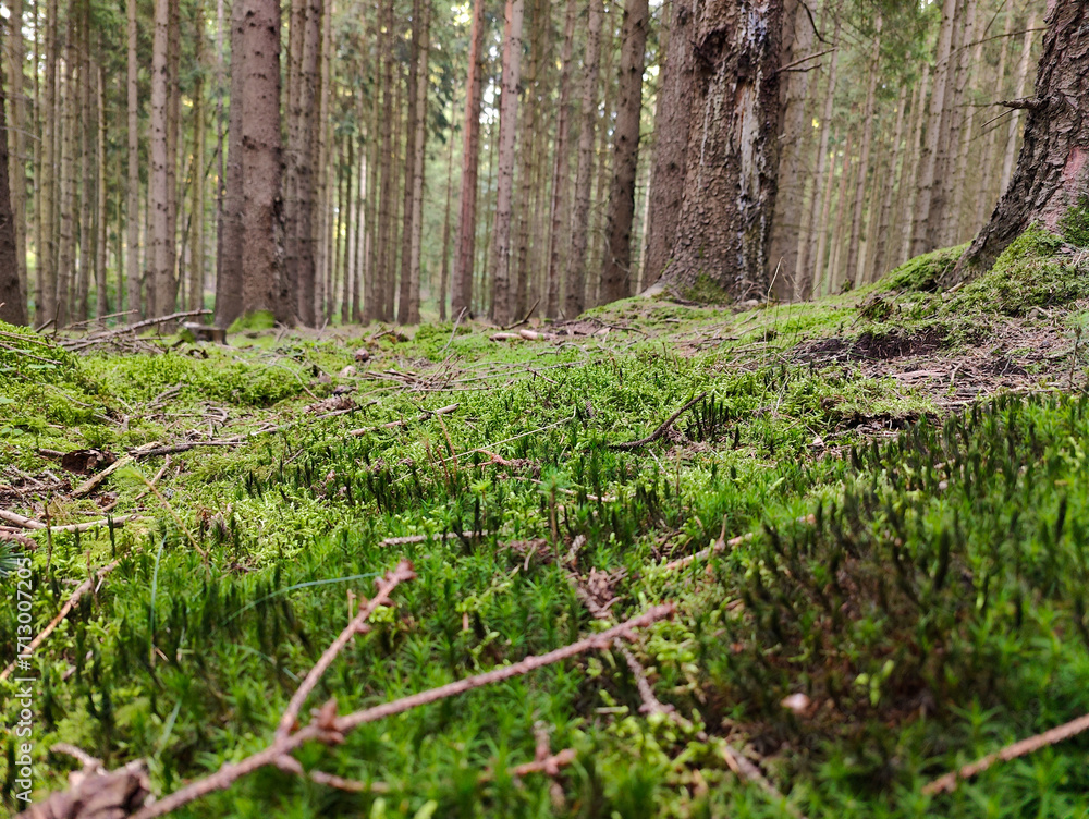 Naklejka premium A forest filled with lots of green moss and trees