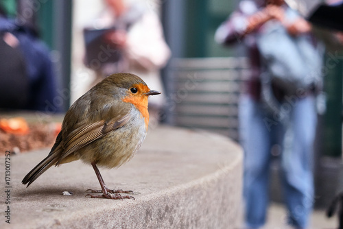 Robin red breast in foreground with people in blurred background