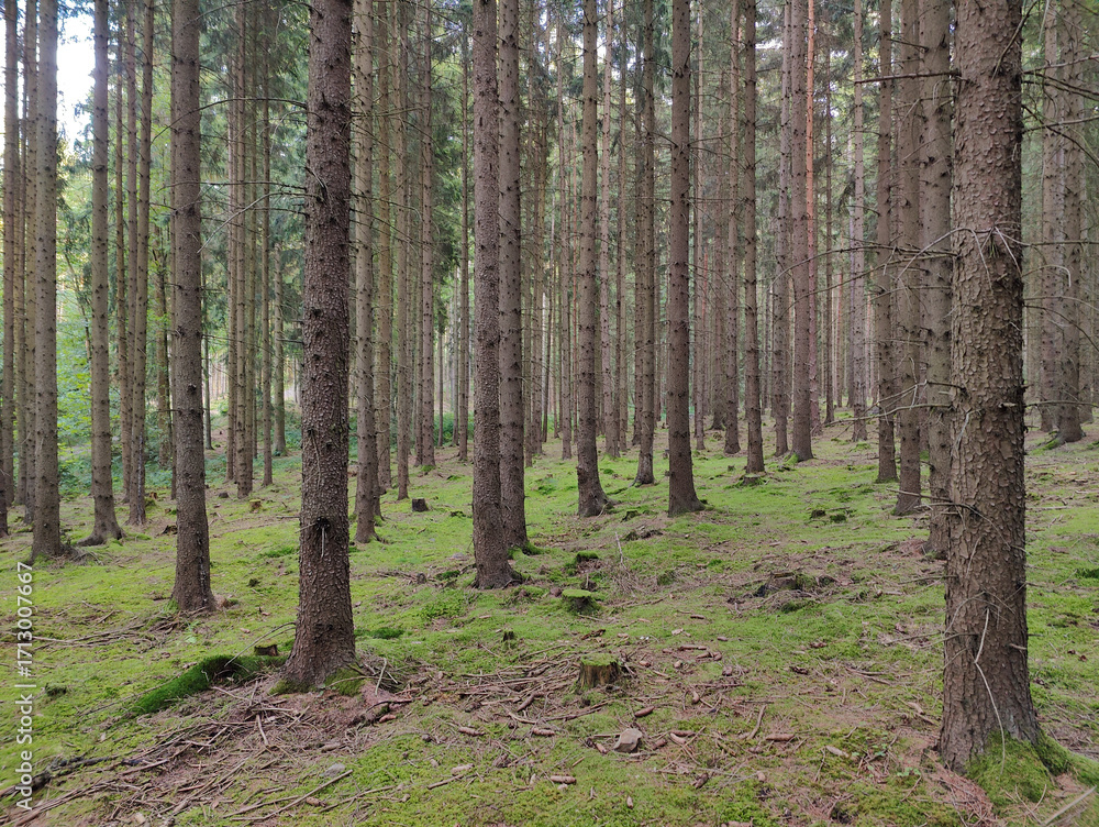 Naklejka premium A forest filled with lots of tall pine trees and green grass