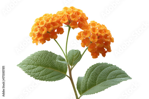 Vibrant orange clustered blossoms with green leaves on black background, cut out