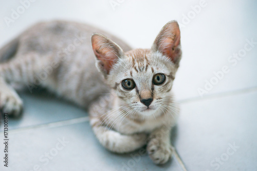 Bild auf Leinwand Portrait of Thai cat with Siamese cat breed on blurry background