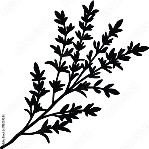 Thyme Sprig Silhouette Illustration | Thyme Herb Vector Artwork