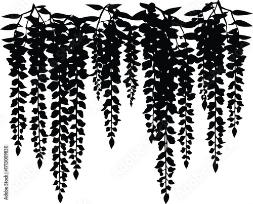 Wisteria Vine Silhouette Illustration | Wisteria Flower Vector Design