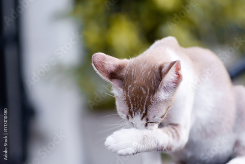 The Thai cat Siamese cat breed with lick on the leg on foot on blurry background. Concept of cat cleaning body.