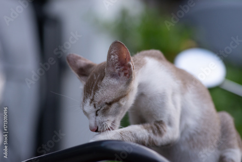 The Thai cat Siamese cat breed with lick on the leg on foot on blurry background. Concept of cat cleaning body.
