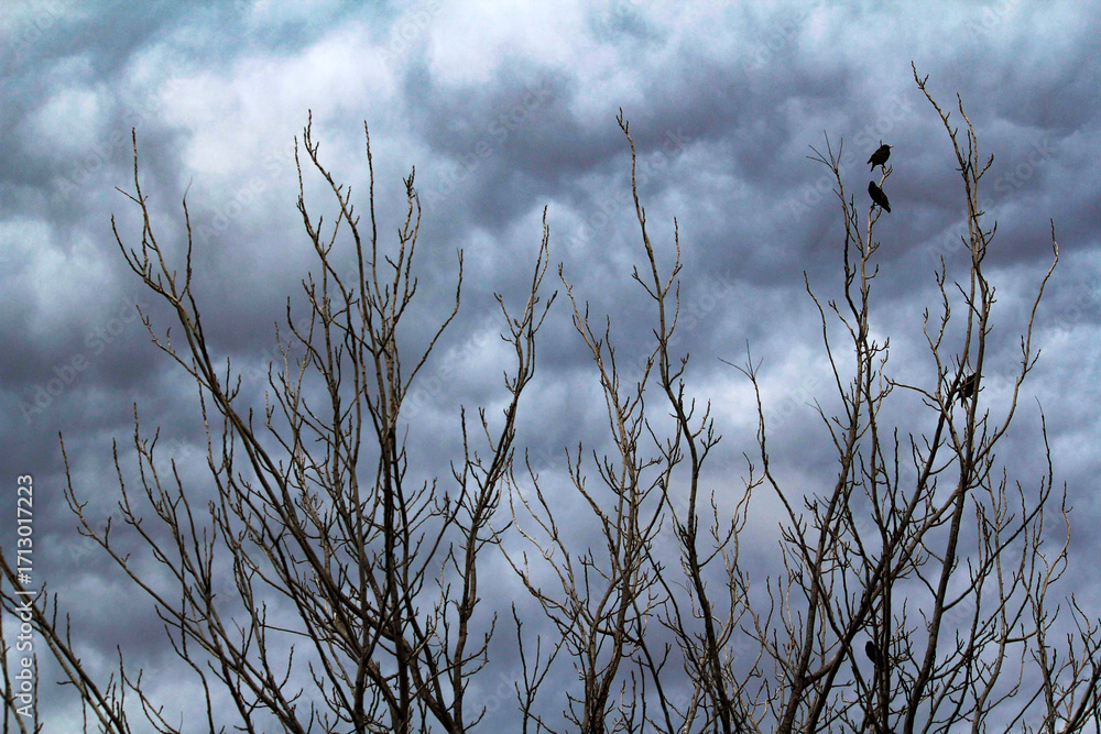 Obraz premium Birds perches on bare branches against a vibrant blue sky