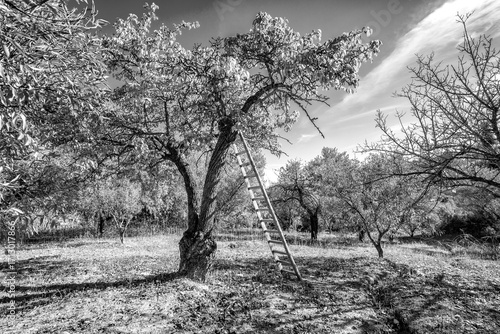Foto A wooden ladder leaning against a oranges tree in an orchard under a bright blue sky