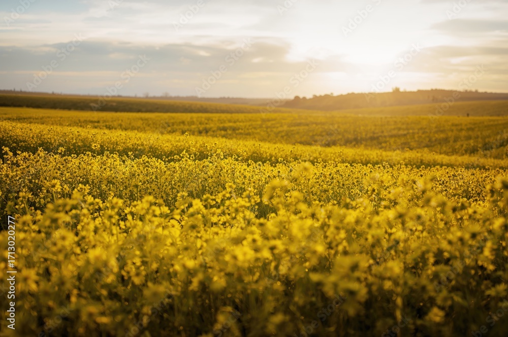 Obraz premium Bright yellow rapeseed meadow glowing under the setting sun's rays