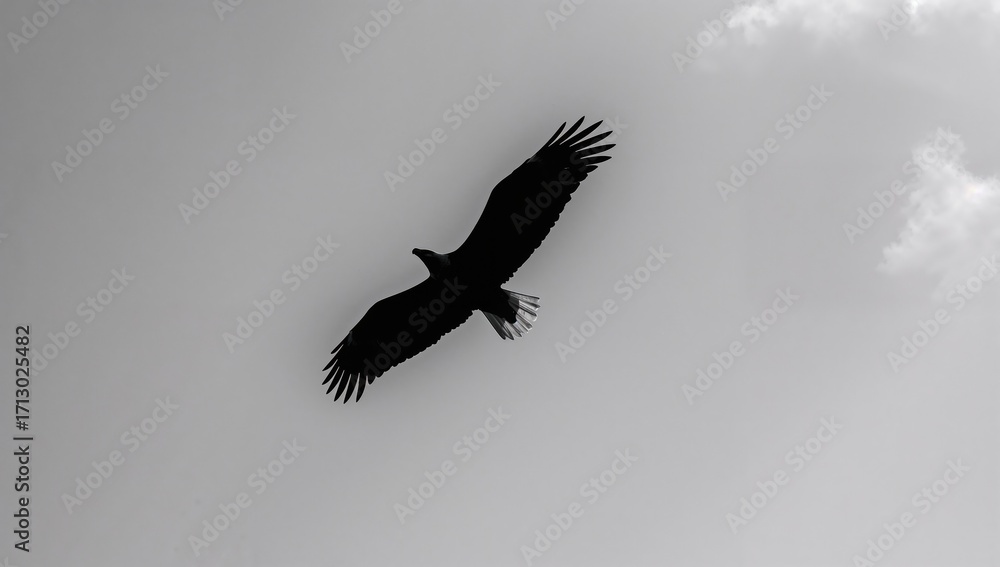 Fototapeta premium Black and white photo of a soaring Bald Eagle in summer