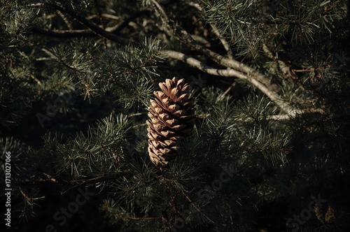 Pinecone Surrounded by Shadowed Trees