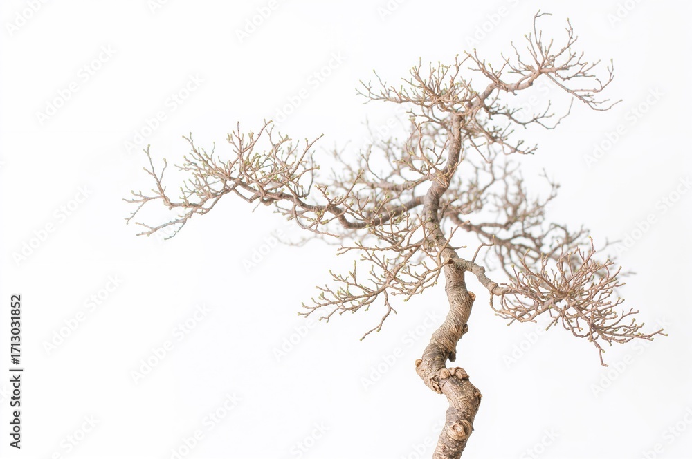 Fototapeta premium Isolated ceramic tree sculpture on a white background