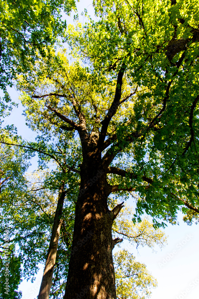 Fototapeta premium Tall Trees, Angel Mounds State Historic Site, Evansville, Indiana