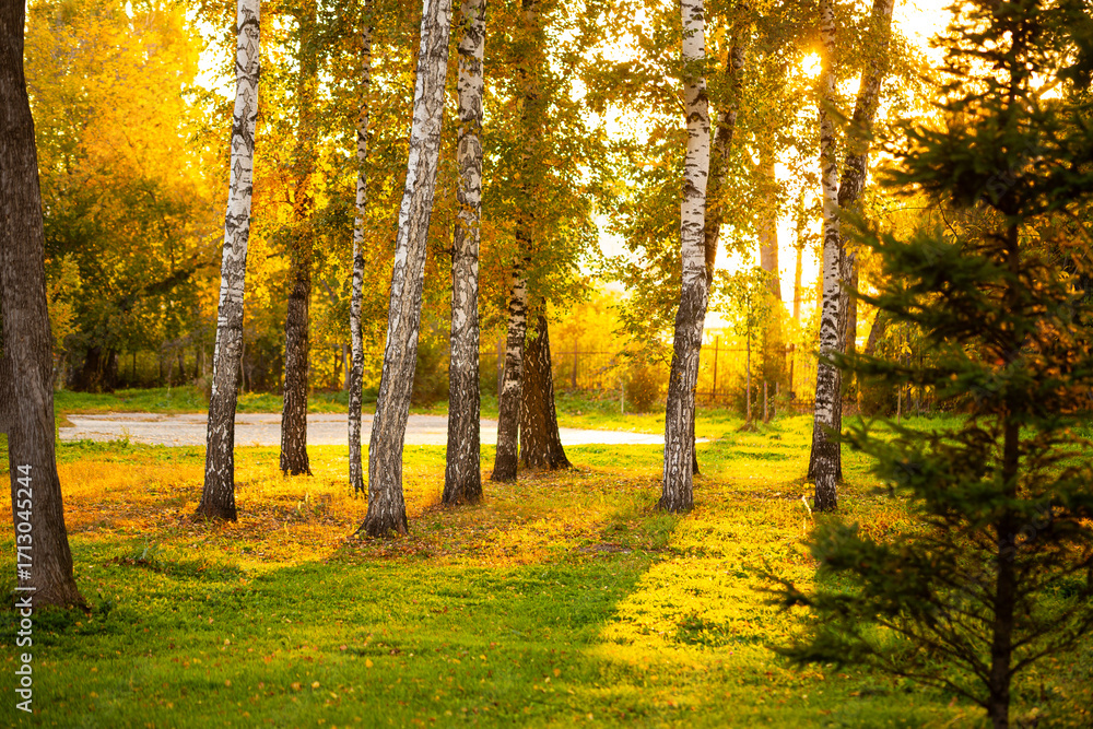 Obraz premium Autumn and fall city park. Nature scene in sunset fog Wood in scenic scenery Bright light sun Sunrise of a sunny day, morning sunlight view.