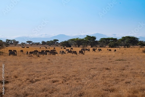 Herd of Oryx Antelopes grazing on Savannah grass at the Samburu national park in Kenya