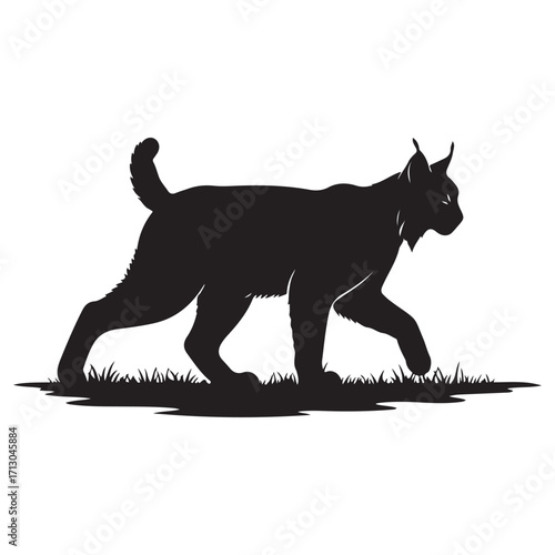 Black Lynx Silhouette Walking on Grassy Ground
