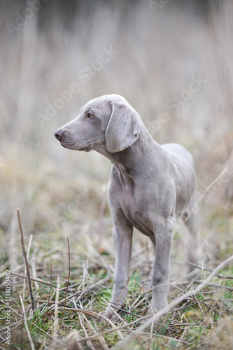 Cute and adorable Weimaraner puppy in nature. Little hunting dog. 