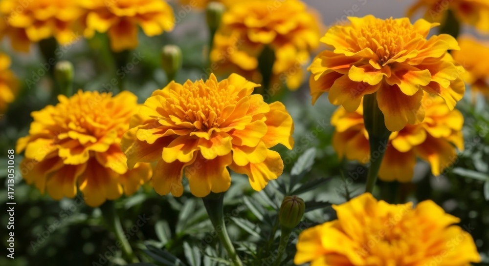 Fototapeta premium A Vibrant Cluster of Ruffled Yellow Marigolds in a Sunlit Garden.