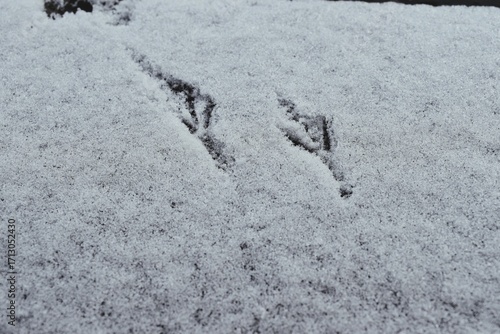 Bird Footprints Pressed Into Fresh Snow