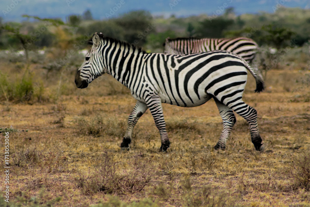Naklejka premium Zebras in African savana on dry grass at safari game wild nature in Masai Mara, Amboseli, Samburu, Serengeti Tsavo national parks of Kenya and Tanzania. Zebra mammal animal wildlife in Africa savannah