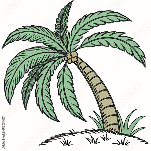 palm tree vector illustration