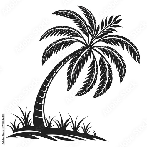 silhouette of palm tree