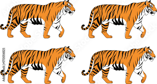 Cartoon vector of four walking tigers in orange with black stripes for wildlife, animation frames, and animal movement design themes.