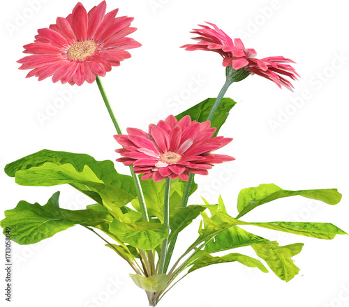 Side view of wildflower - Pink Gerbera