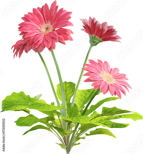 Side view of wildflower - Pink Gerbera