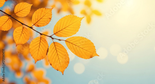 Golden autumn leaves on branch against blurred sky background, showcasing nature's seasonal beauty and tranquility, ideal for fall themes