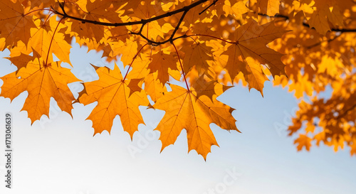 Golden maple leaves against a pale blue sky, showcasing autumnal foliage and natural beauty, ideal for seasonal designs or nature-themed projects