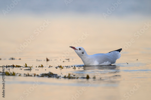 Lachmöwe Larus ridibundus black-headed gull