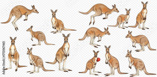 A collection of illustrated Australian kangaroos in various dynamic poses, including standing, jumping, and boxing, on a transparent background.