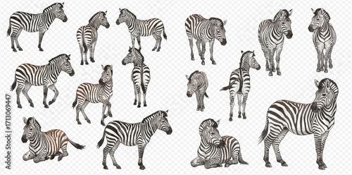 A collection of realistic zebra illustrations in various poses, including standing, walking, and resting, isolated on a transparent background.