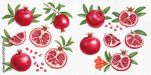 A collection of illustrated red pomegranates, showing whole fruit, halves, slices, seeds, leaves, and flowers.