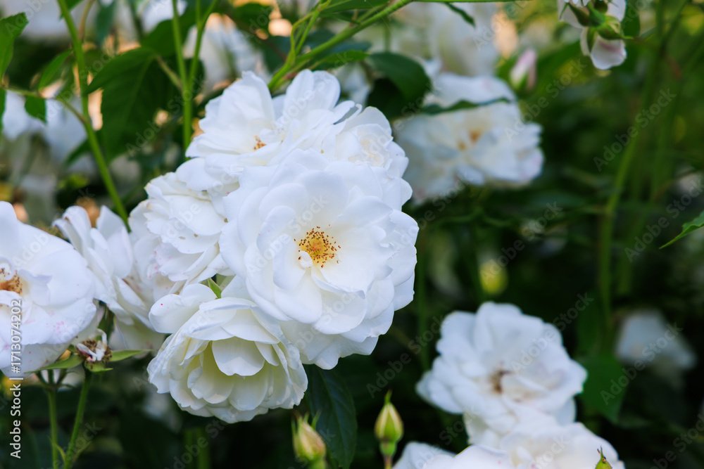 White roses blooming in a vibrant garden during the summer afternoon sun