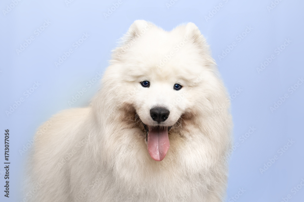 Fototapeta premium Samojed uśmiechnięty biały pies na różowym tle