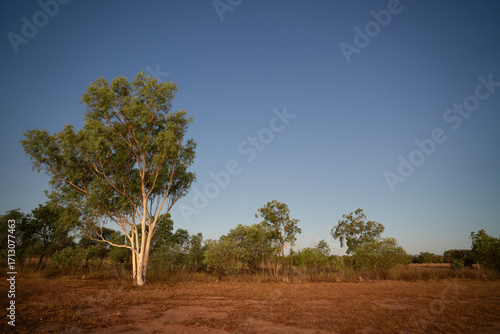 Australian Gum tree in the outback in magical light just before sunset, landscape format