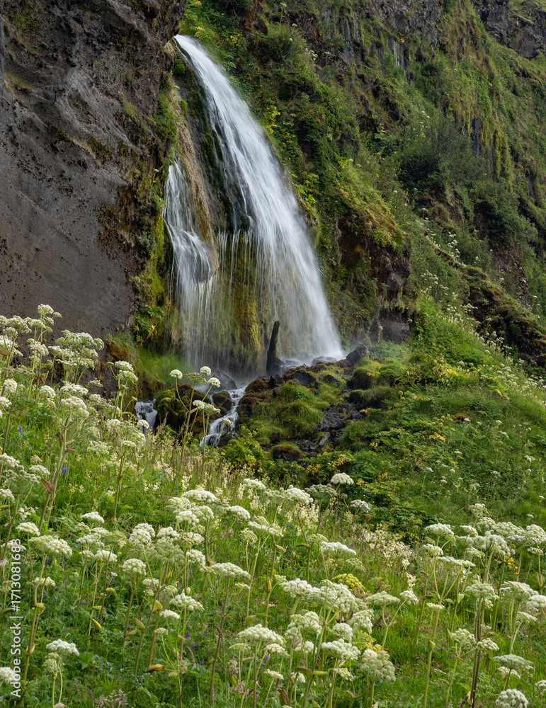 Fototapeta premium the waterfall Seljalandsfoss in Iceland
