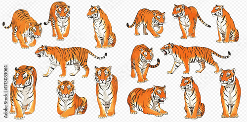 A collection of illustrated tigers in various dynamic poses, including walking, sitting, lying down, and roaring, isolated on a transparent background.