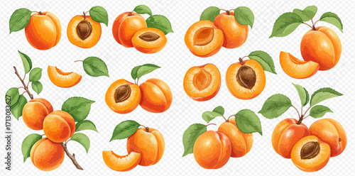 A vibrant collection of ripe apricots with green leaves, illustrated whole, halved with pits, sliced, and hanging on branches.