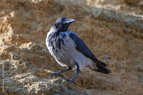 Closeup shot of curious big crow on sand rock