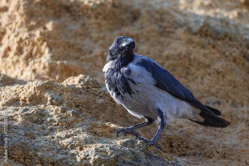 Closeup shot of curious crow on sand rock