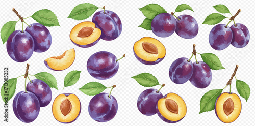 A watercolor set of ripe purple plums, showing whole fruits, halves with stones, and slices on branches with green leaves.
