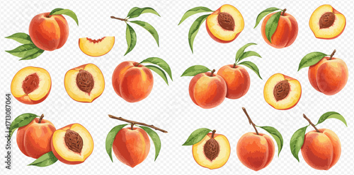 An illustrated collection of fresh ripe peaches, shown whole, cut in half, sliced, and on branches with green leaves.