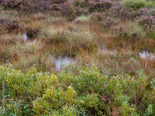 Bild auf Leinwand Bog myrtle, white beak sedge and heather on a wet bog habitat