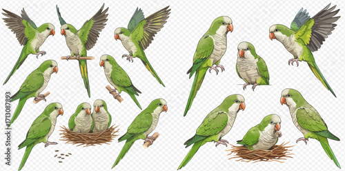A collection of illustrated Monk Parakeets in various poses, including flying, perching on branches, and chicks in a nest.