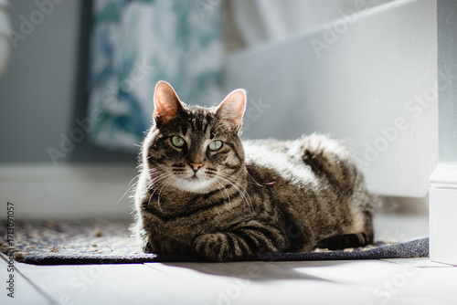 Domestic shorthair cat