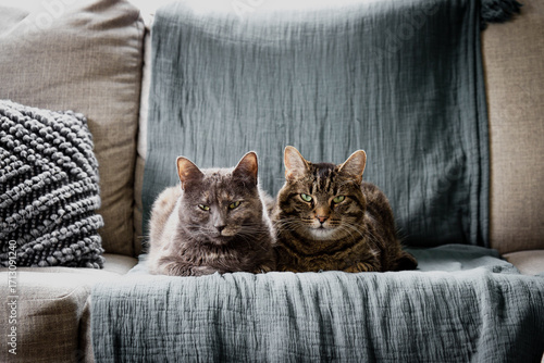 Two cats on couch