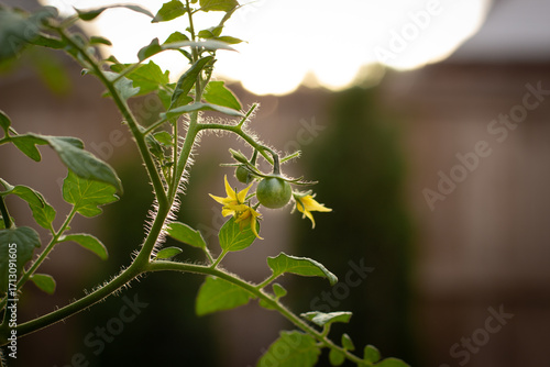 Unripe cherry tomato