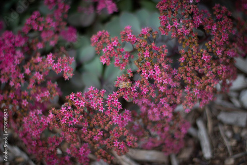 Honeybee on purple sedum